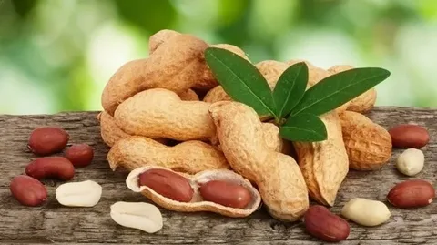 تصویر 2 از قیمت بادام زمینی سبز با فروش عمده